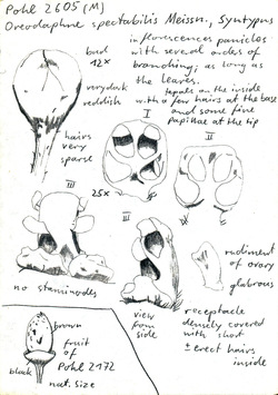 Vorschaubild Oreodaphne spectabilis Meisn.